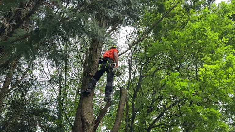 Best Tree Trimming and Pruning  in Sag Harbor, NY